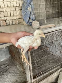Aseel hen with chicks for sale in quality har murgi ki alg price