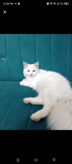 Persian Cat