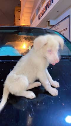 Russian Dog puppy for sale