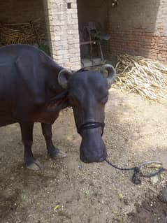 jhuti