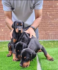 Doberman Puppies kcp champion bloodline