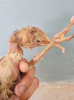 aseel Heera chiks hai 1 month ka