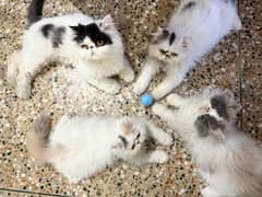Ma Sha Allah Beautiful High Quality Peke Peki piki Kitten Available