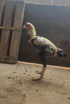 for sale
