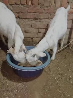 Tapra bakre