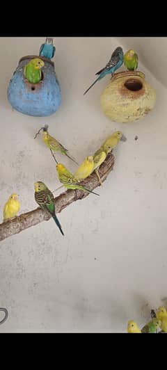 40 piece Australian parrots, budgies