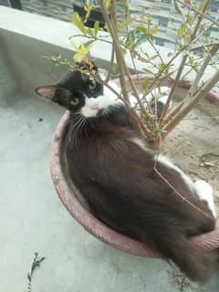 cat free