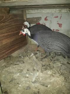 Young and  Healthy teetar pair
