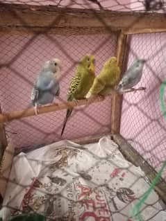 adult budgies