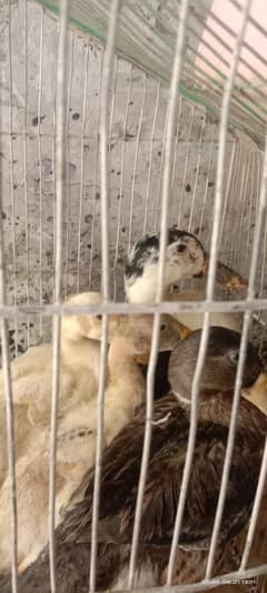 beautiful ducks for sale