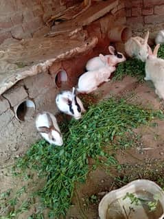 rabbit