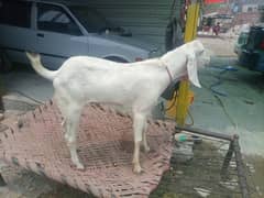 rajunpuri