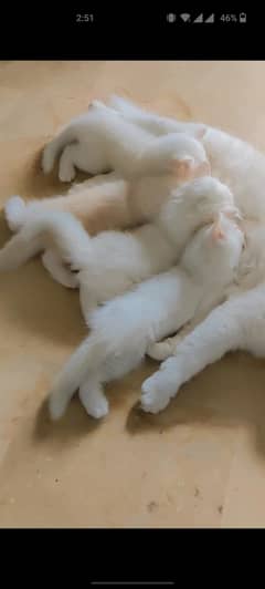 Persian Kittens and mother for sale