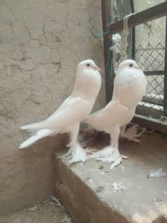 Gubara pigeon