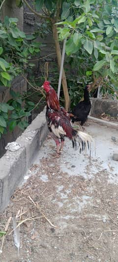 pair h for sale