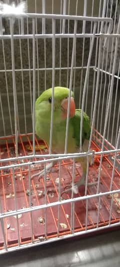 2 month kah hai