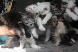 Pure Persian Kittens Triple Coated Healthy