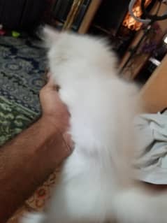 Persian