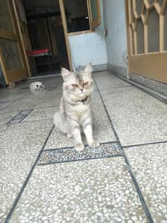 Persian cat/ Pure Persian cat/cat for sale