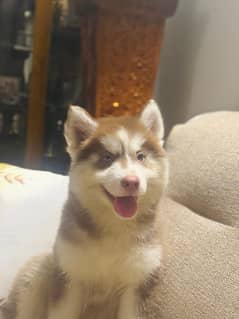 Siberian Husky Puppy | Blue Eyes Woolly coat Husky Dog For Sale