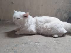 parsian cat price 10k