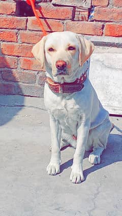 Labrador puppy