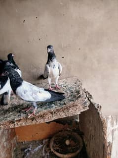 Bachy aur Bary kabootar for Sale
