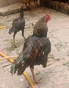 Asell full healthy