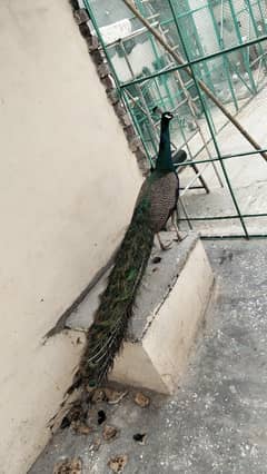 *blue shoulder Peacocks | مور |black peacock  | Peacock*