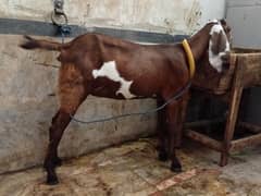bital crose nasli bakri ha 6 month age for sale
