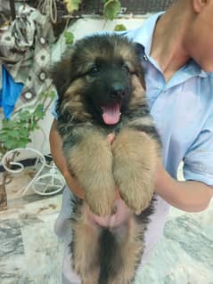 German Shepherd Long Coat – Healthy, Active & Pure Breed