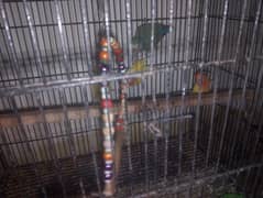 Love bird 2 adult pair for sale with cage