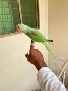 Pahari male patha