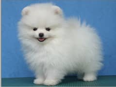 Pomeranion puppies 03198435459