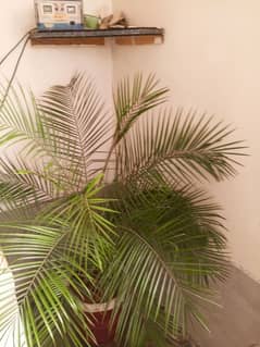 indoor