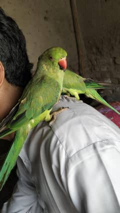 Sindhi