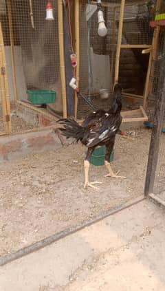Thai aseel