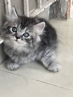 Grey and calico female