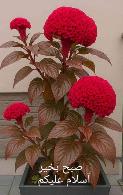 Akash 