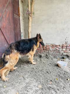 German shepherd long coat female     03487559488