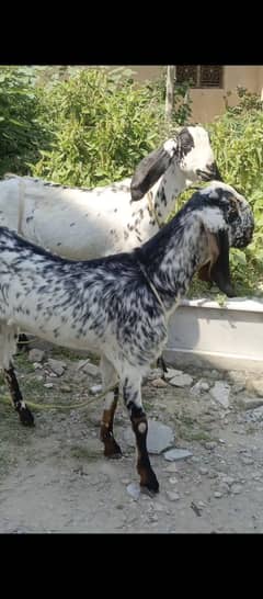 makhi