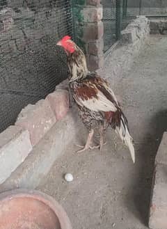 Aseel