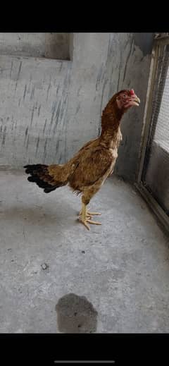 Turkish hint female