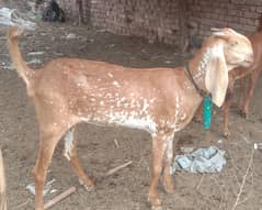 pure makhii cheeni
