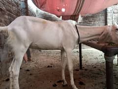Raju puri barki hai