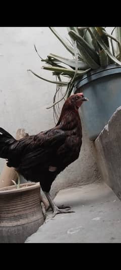 Desi Murghi