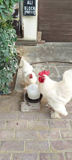 Aseel miya wali murga & turkey bird for sale