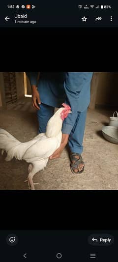 2 murge hai
