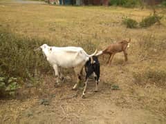 Bachon