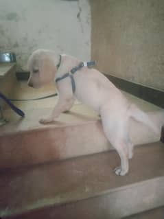Labrador